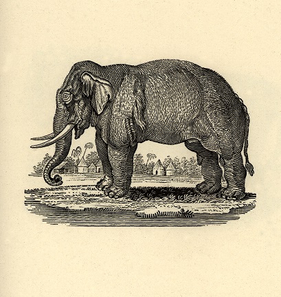 Elephant engraved on wood from Thomas Bewick, The figures of Bewick’s quadrupeds. Newcastle upon Tyne: Edward Walker, 1824. 2nd ed. 4to.